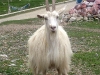 Tibetan Goat