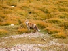 Tibetan  fox