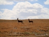 Tibetan antelopes