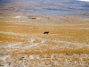 Wolf on Tibetan Plateau