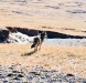 wolf on Tibetan plateau
